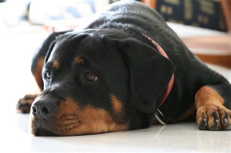 Family watchdogs - Rotties are definitely among the best family watchdogs because they also are one of the best family guard dogs. Even though they were only used as herding dogs until the 19th …